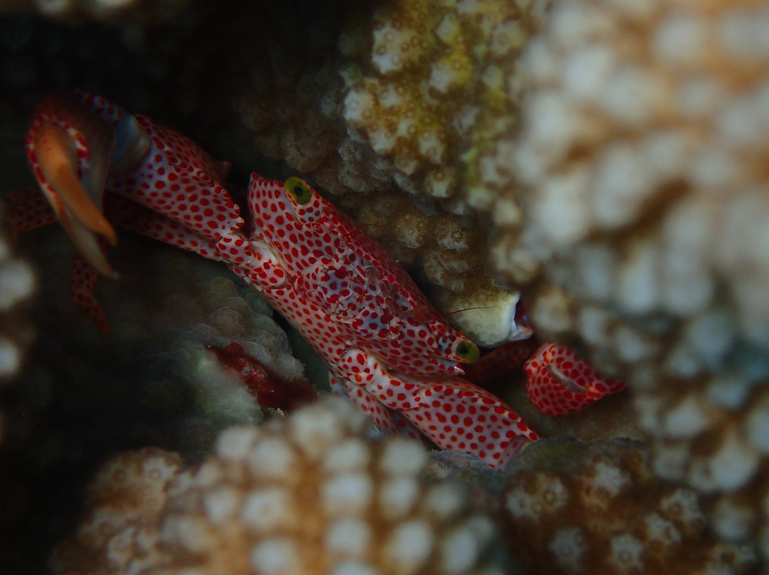 TOPDIVE Bora Bora景点图片