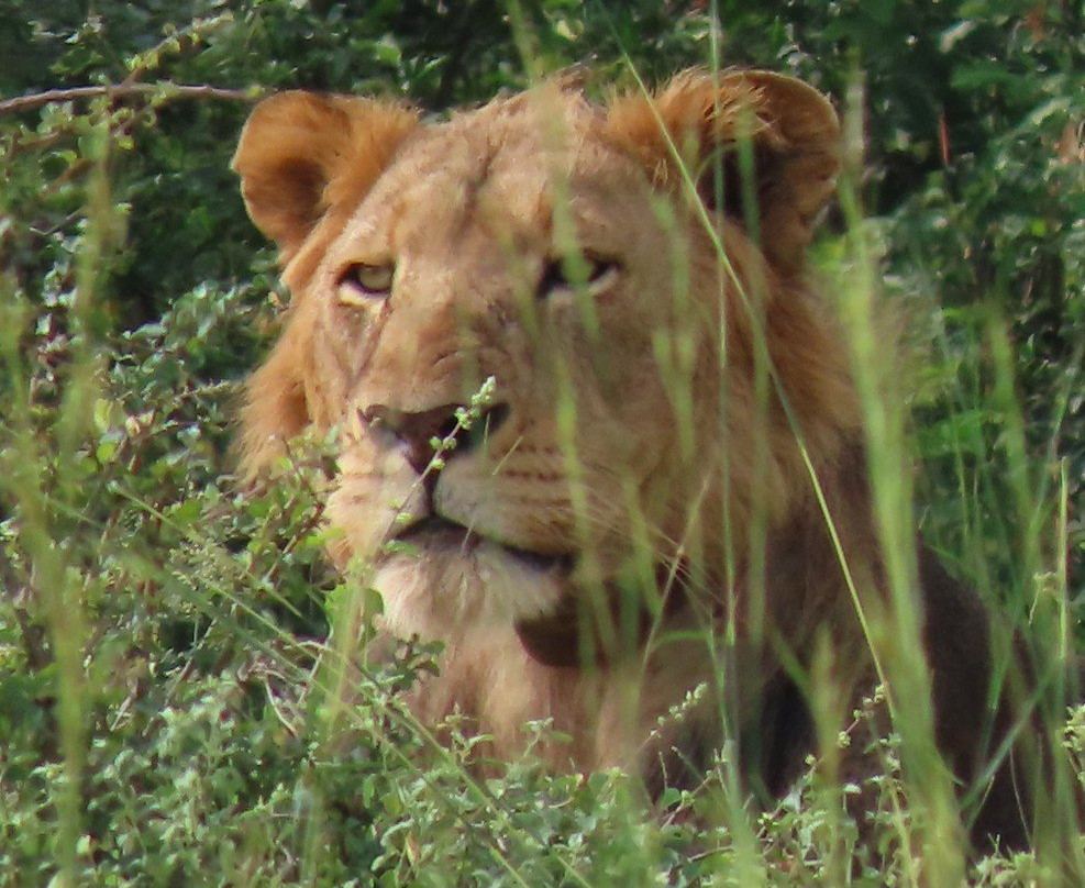 Irembo Africa Safaris Ltd-坎帕拉必去景点