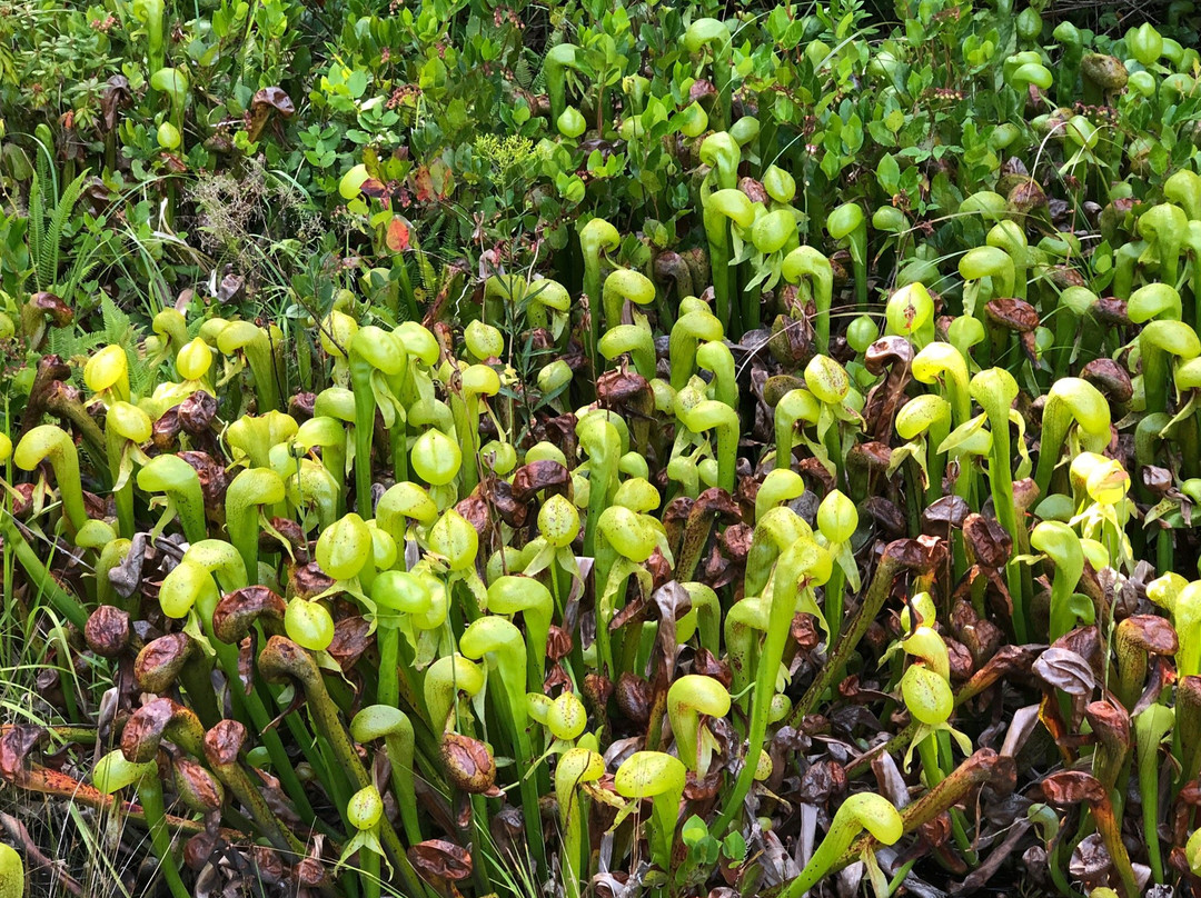 Darlingtonia State Natural Site-弗洛伦斯必去景点