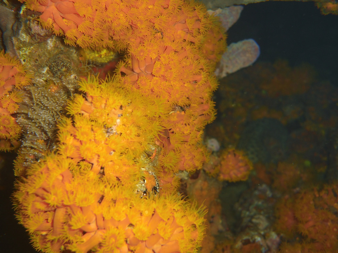 Trunkdivers-库拉索必去景点