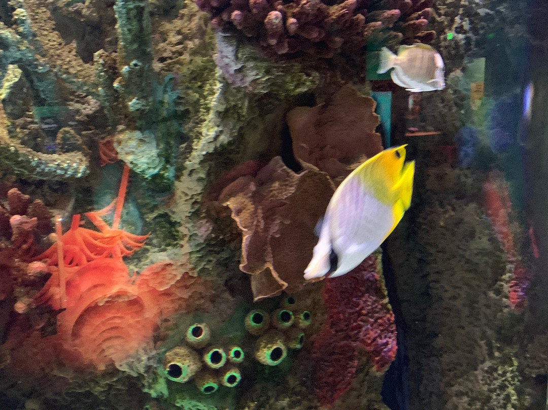 SEA LIFE Kansas City-堪萨斯城必去景点