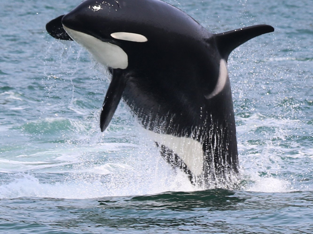 Rum Runner Charters-朱诺必去景点