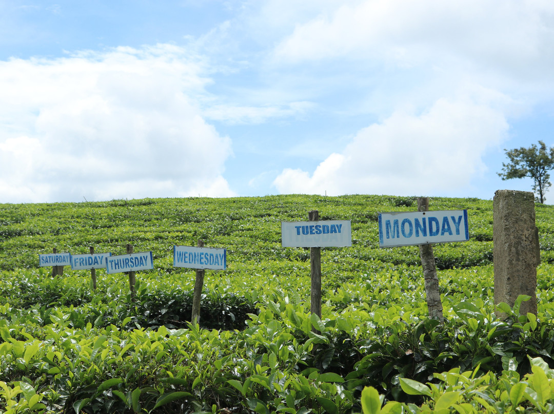 The Pattumalai Church-Vagamon必去景点
