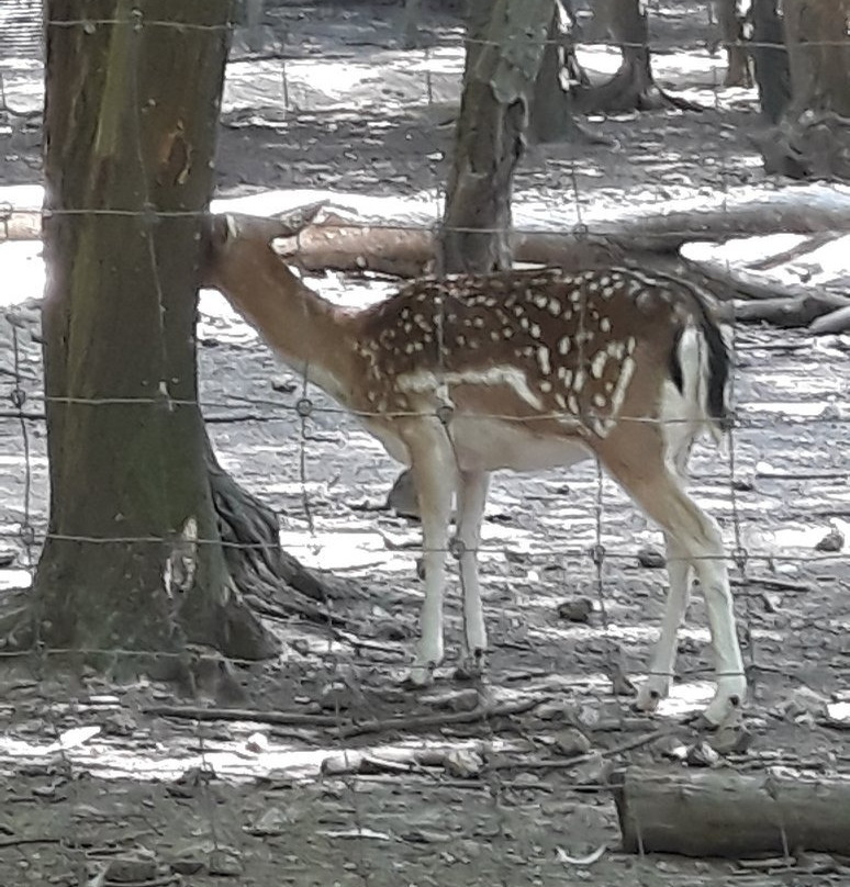 Parc Animalier de Janvry景点图片