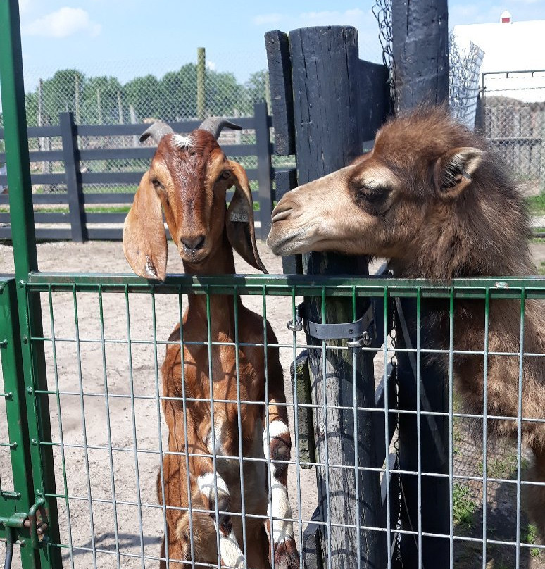 Dutch Creek Farm Animal Park景点图片