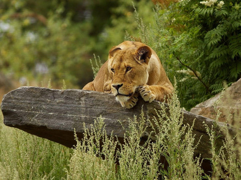Angelino Adventures-莫西必去景点