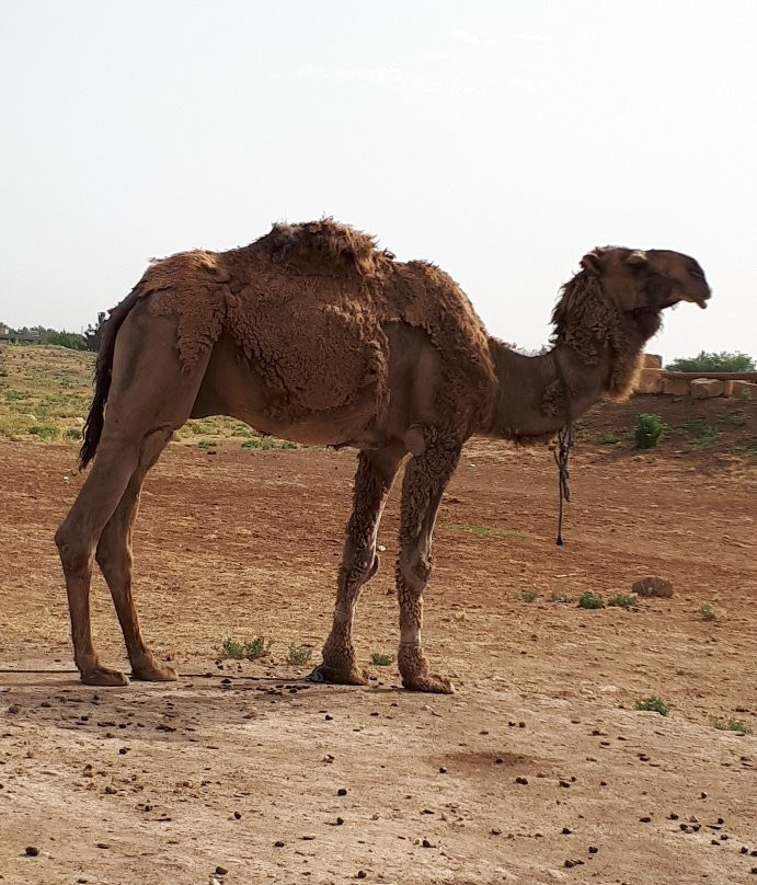 Harran Konukevi主图