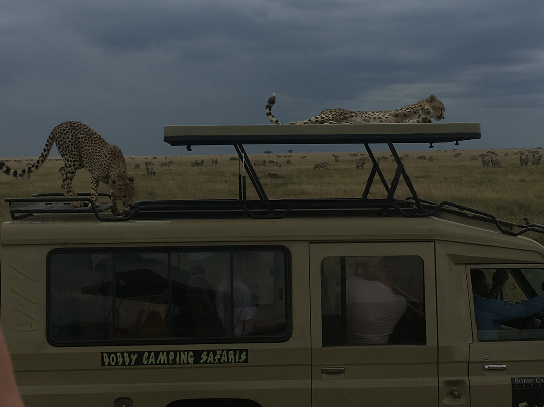 Meerkat Expedition-阿鲁沙必去景点