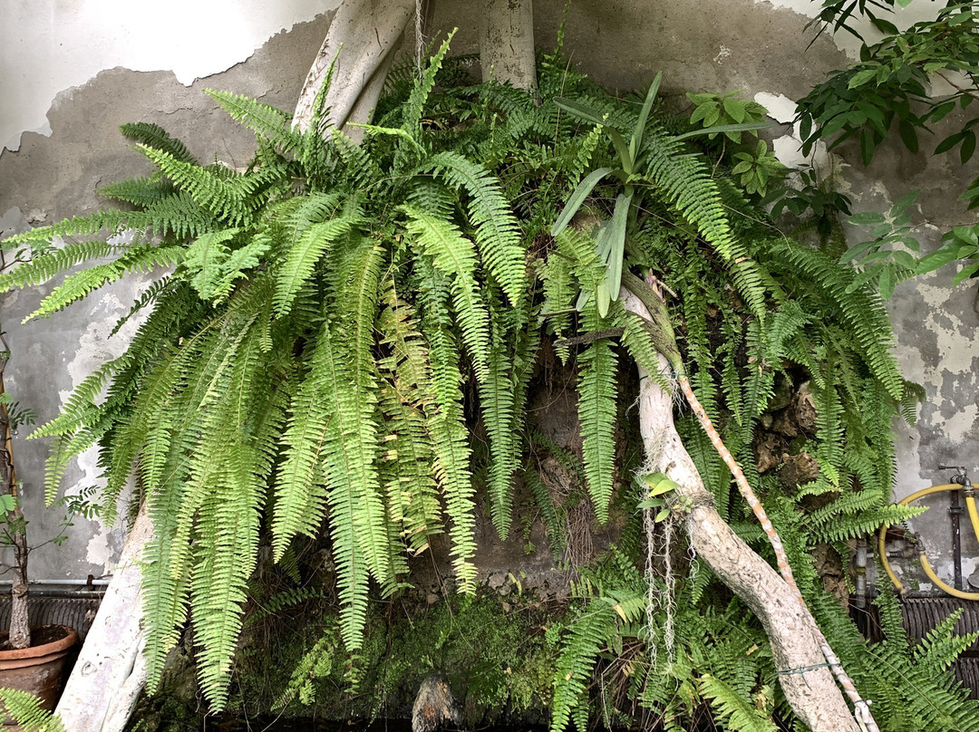 Museo di Storia Naturale, Orto Botanico “Giardino dei Semplici”景点图片