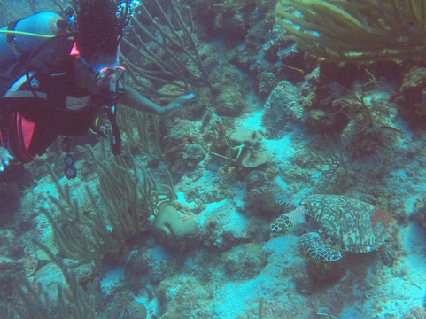 Dive Charter Curacao-威廉斯塔德必去景点