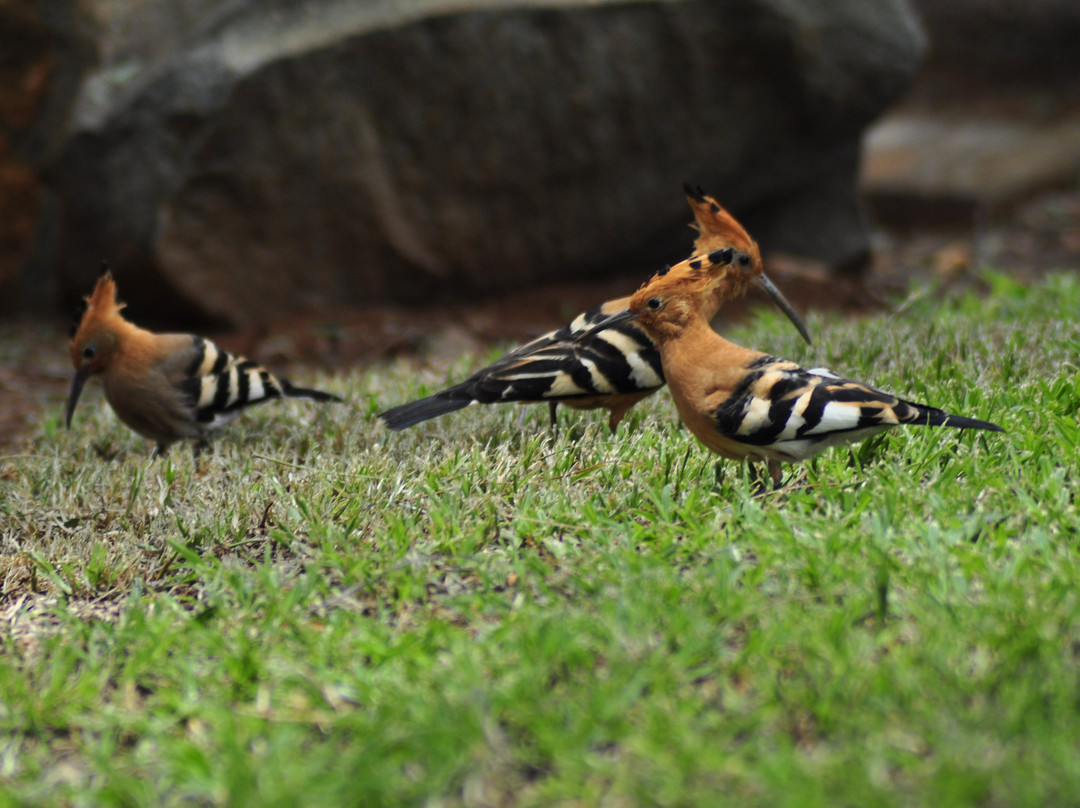 A Knights Rest Guesthouse主图