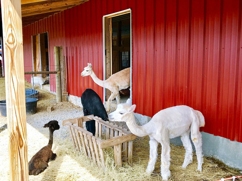 Heifer Village (Heifer International)-小石城必去景点