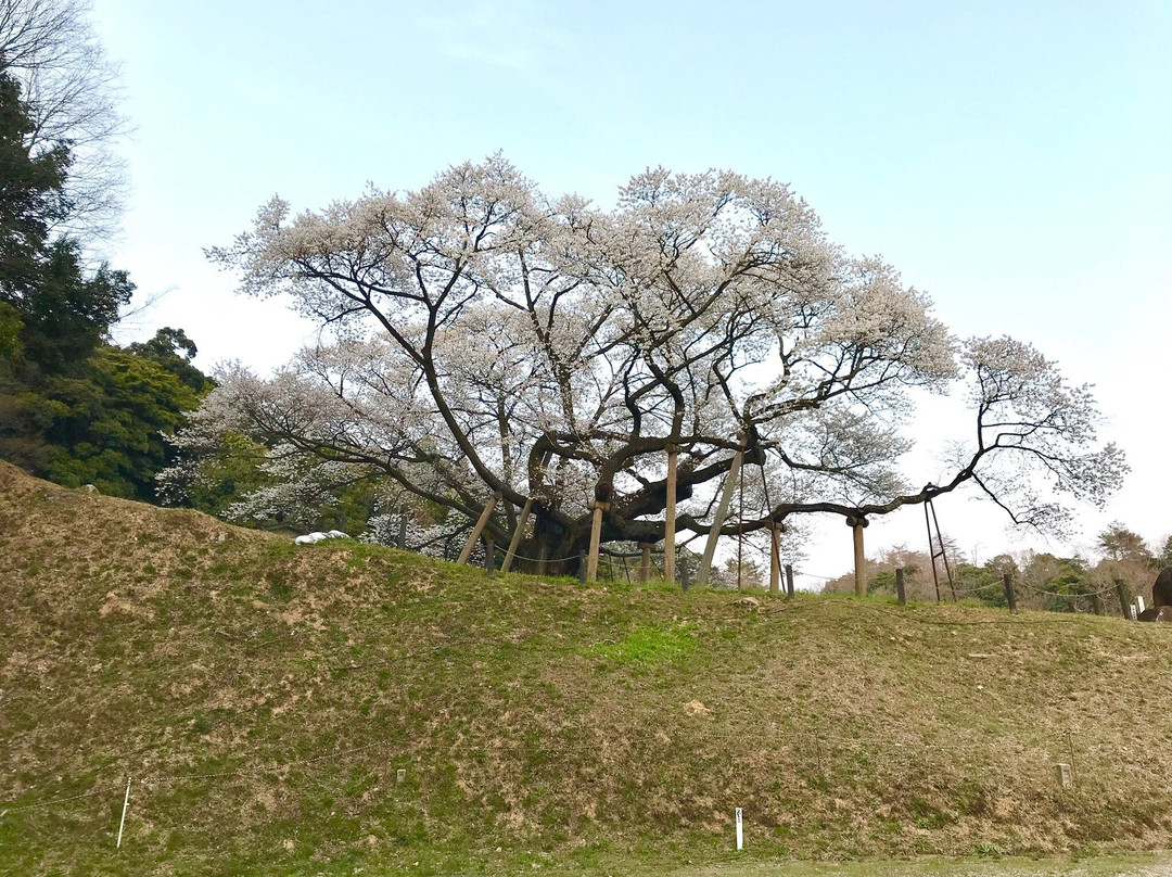 Misumi Obira Zakura-滨田市必去景点