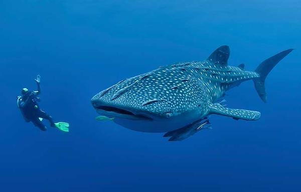 Diving King Dive Resort-Panglao必去景点