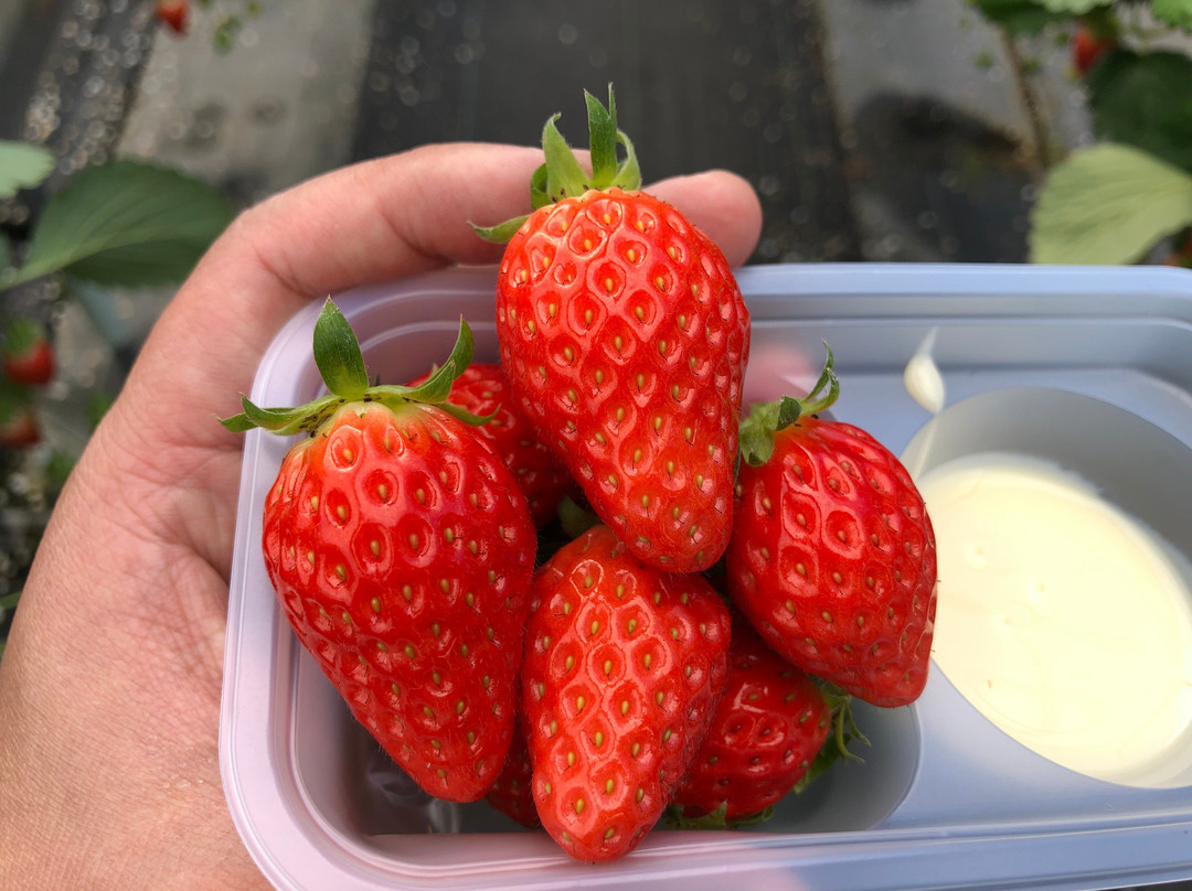 Strawberry Land Nakanishi-东伊豆町必去景点
