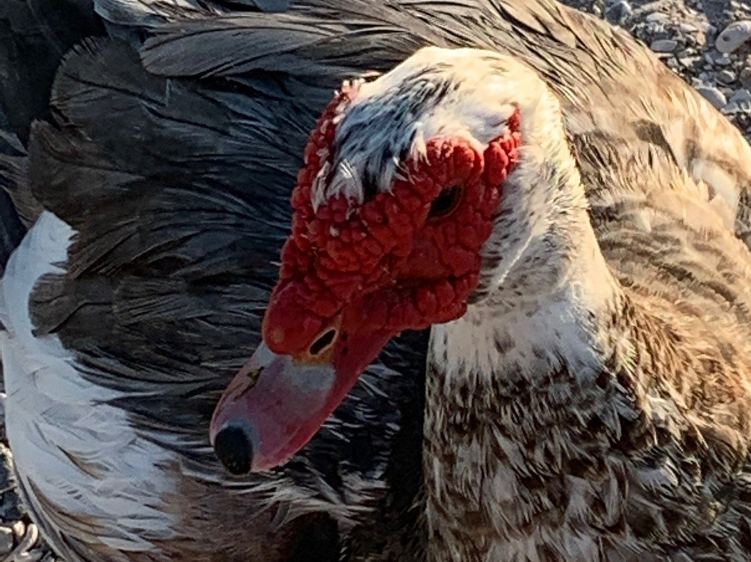 North Shore Park-North Fort Myers必去景点