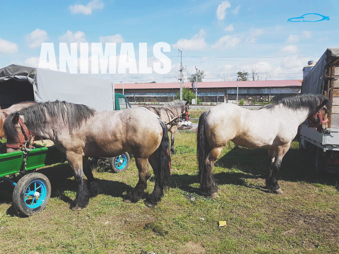 Romania Driver and Guide-布加勒斯特必去景点