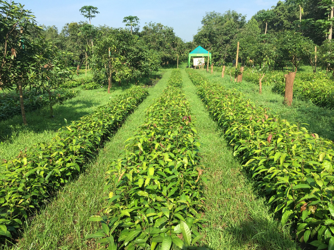 Kebun Percobaan Cukurgondang-巴苏鲁安必去景点
