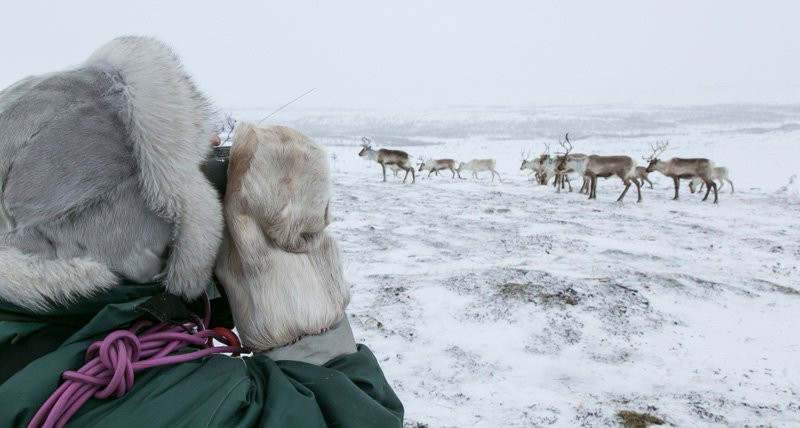 Arctic Siida