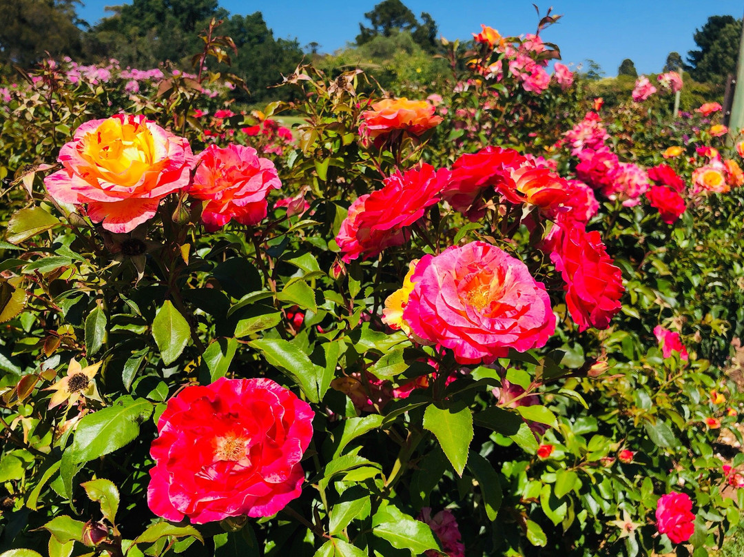 Victoria State Rose Garden景点图片