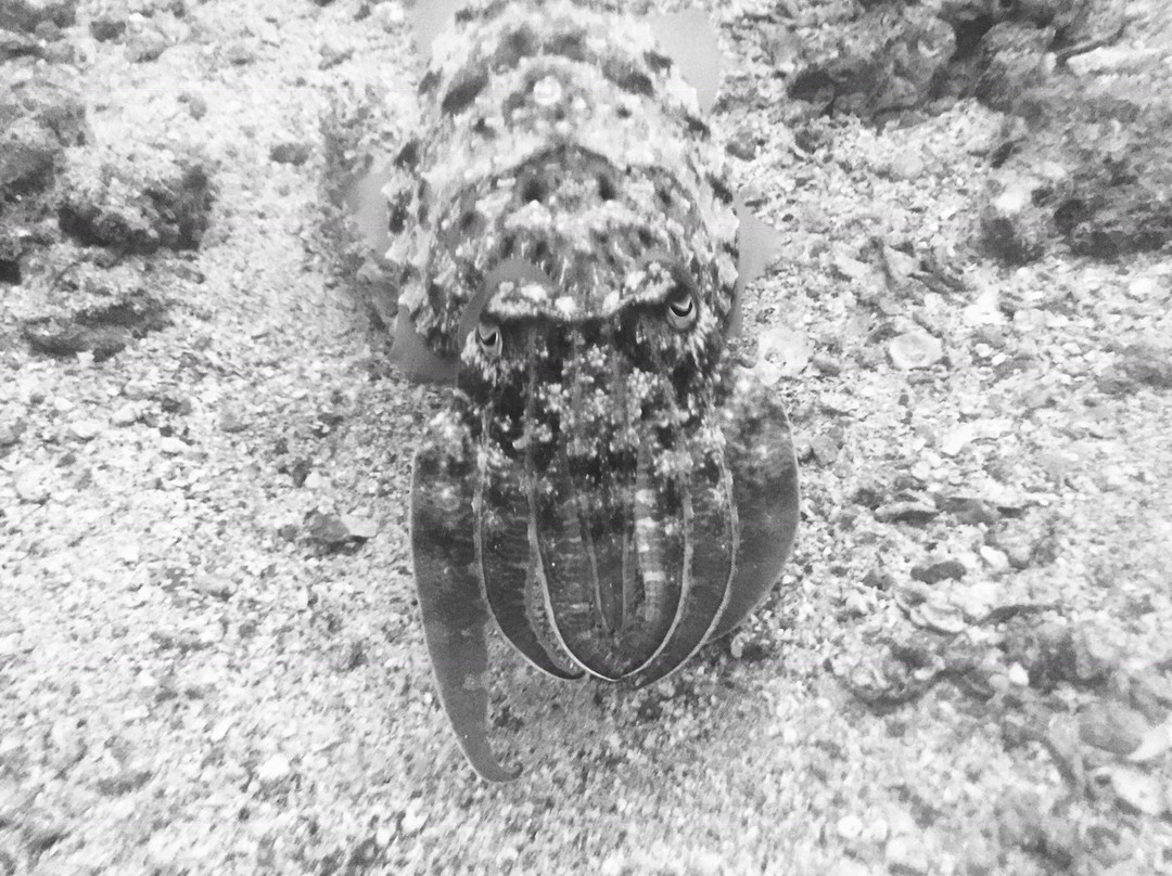 Musandam Discovery Diving-海塞卜必去景点