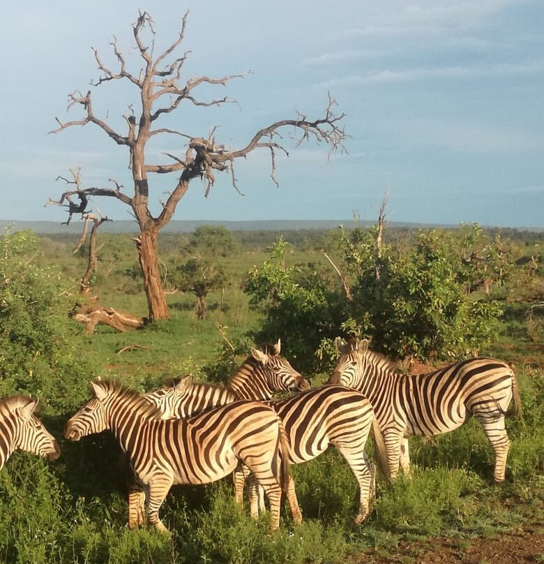 Explore Kruger Safaris景点图片