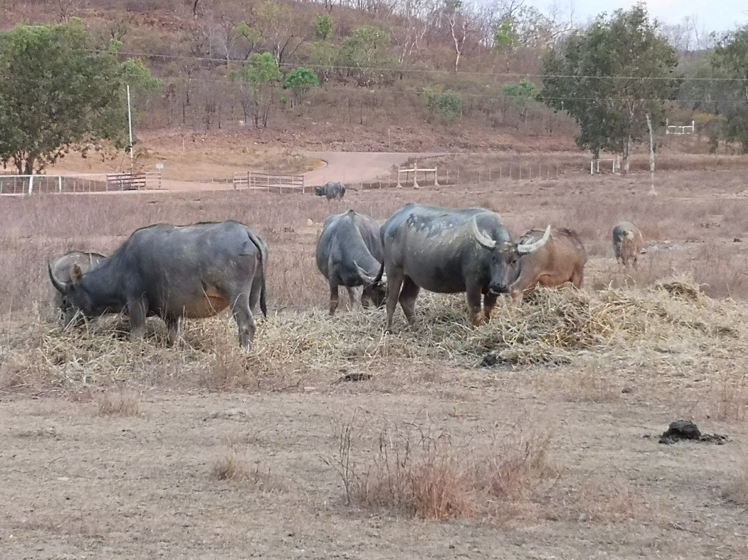 Mt Bundy Station主图