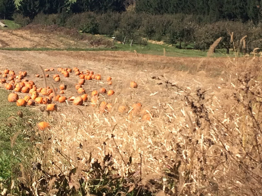 Appleberry Farm-麦迪逊必去景点