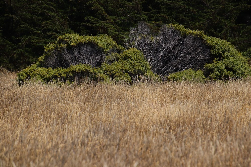 Gualala Point Regional Park景点图片