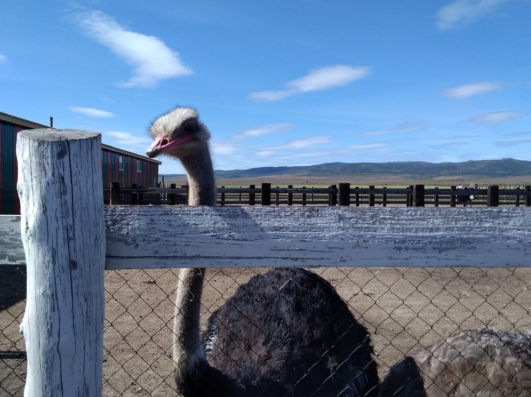 Ostrich Farm Straus Zabaikalya-赤塔必去景点
