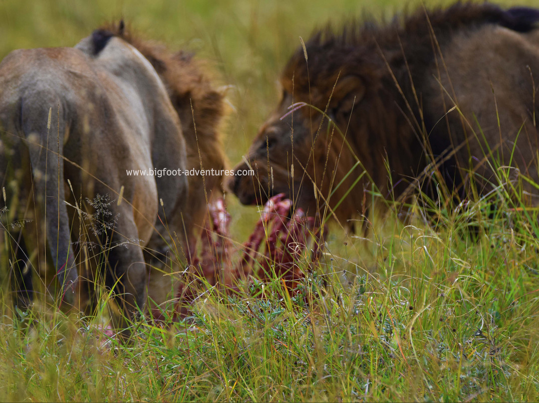 Bigfoot Adventures-内罗毕必去景点