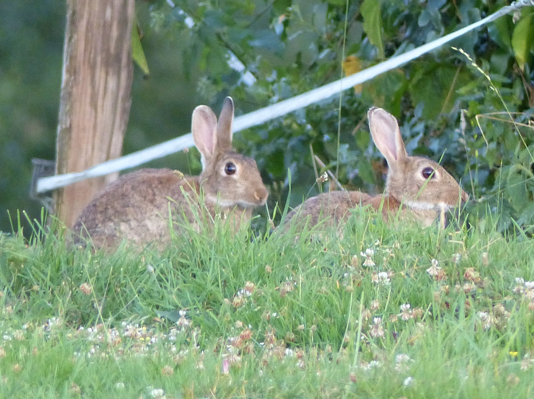 Au Comptoir Des Colettes主图
