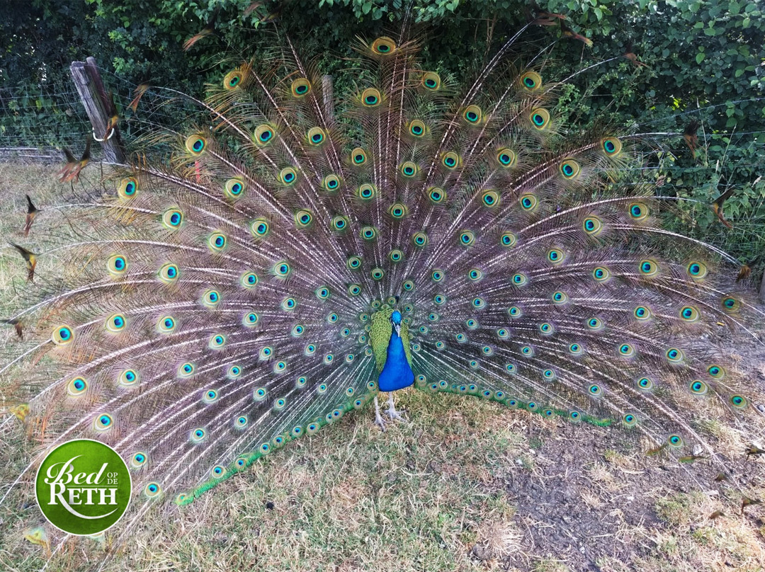 Bed op de Reth主图