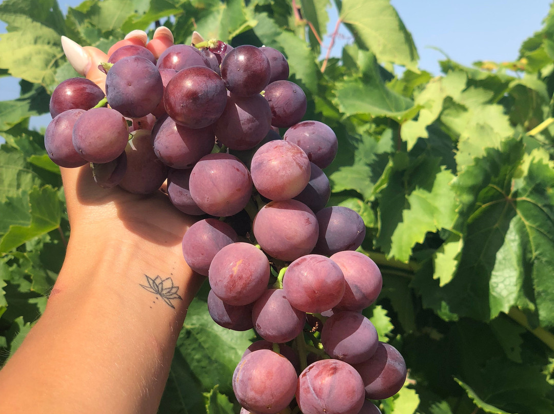 Azienda Agricola Montalbano-Menfi必去景点