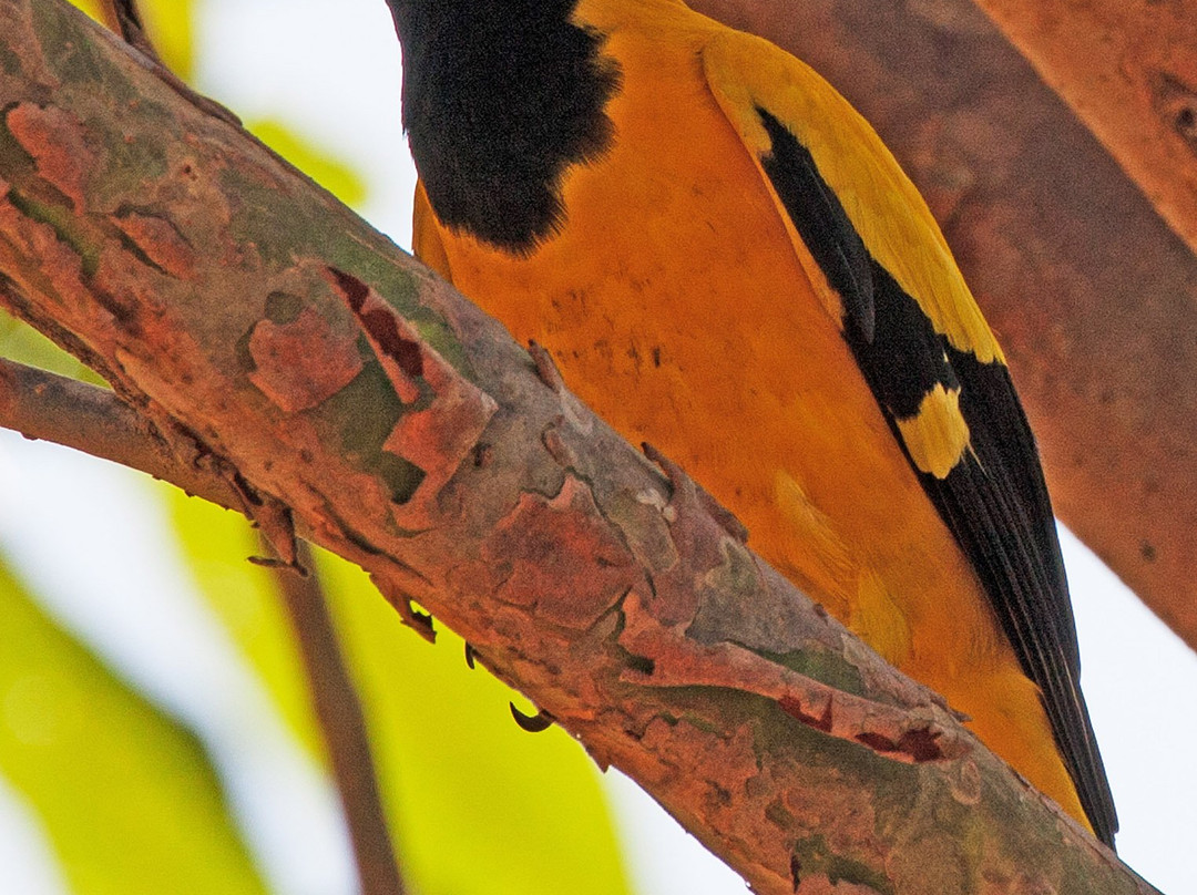 国家野生动物园-科伦坡必去景点