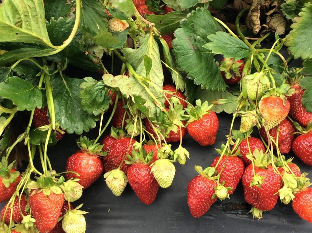 Gieringer's Family Orchard & Berry Farm-Edgerton必去景点