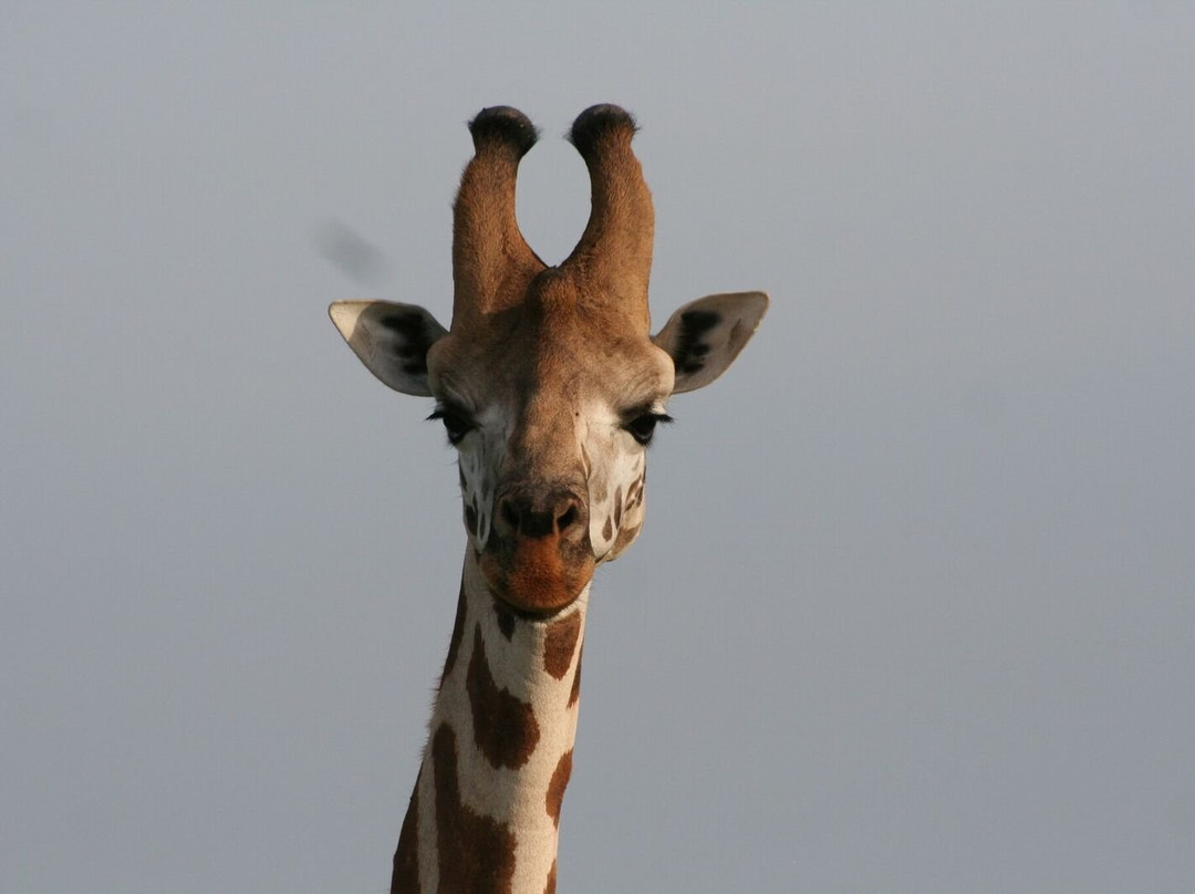 Muky Tours and Safaris-Mukono必去景点