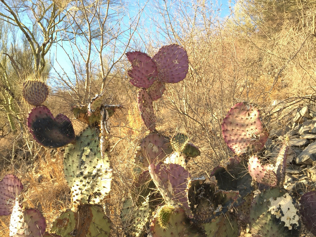 Cerro El Bachoco-埃莫西约必去景点