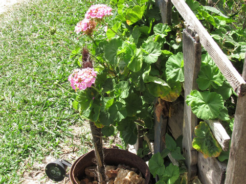 Quilombo do Rosario主图