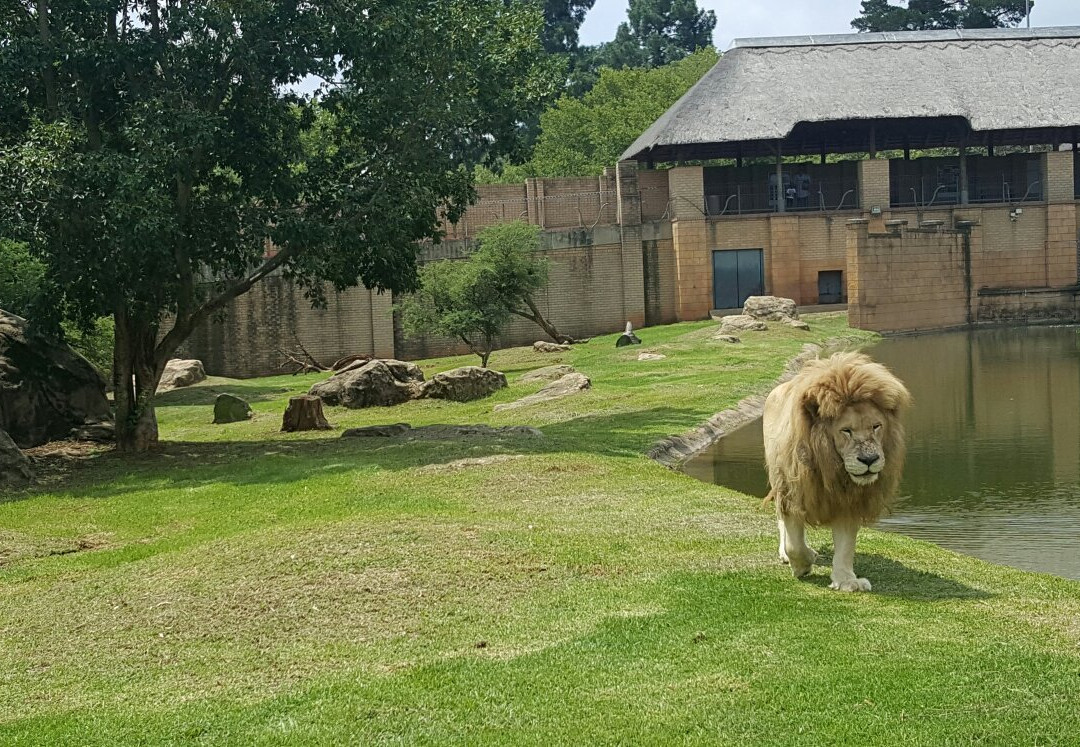 Johannesburg Zoo景点图片