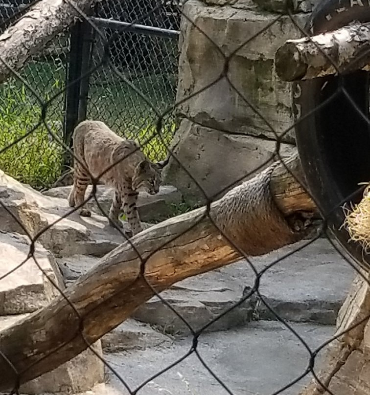 Cosley Zoo-Wheaton必去景点