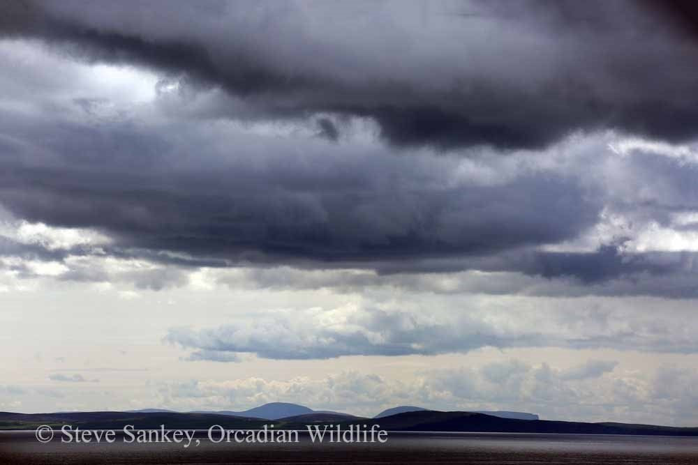 Orcadian Wildlife景点图片