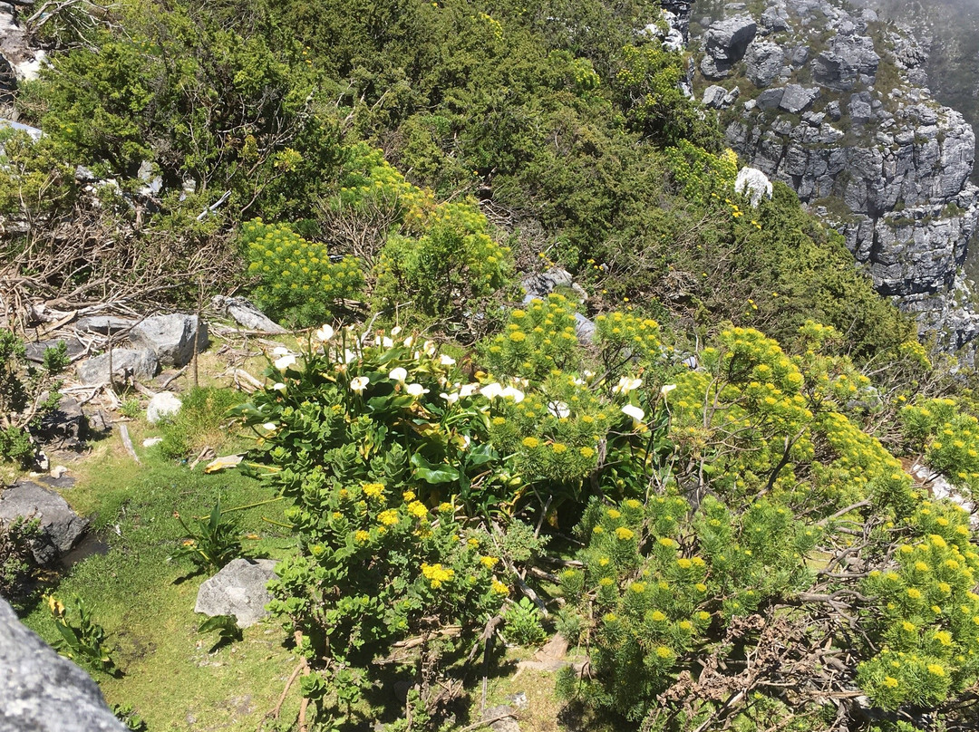 桌山空中索道景点图片