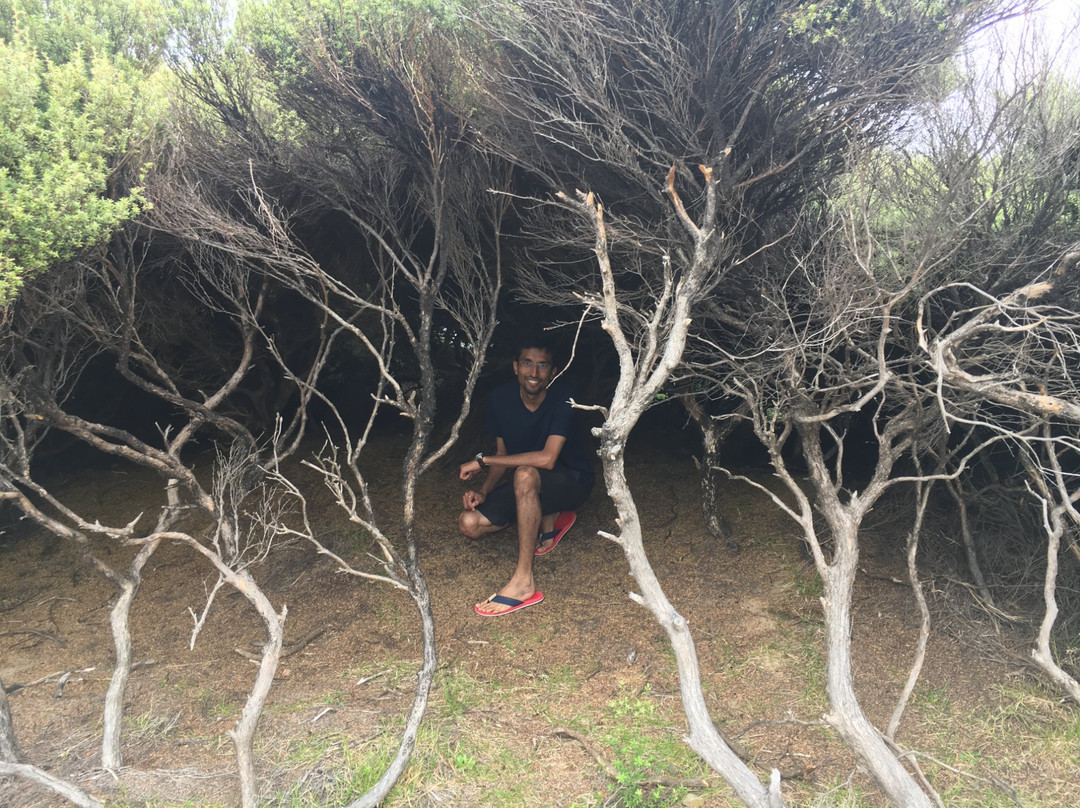 Taumarumaru Scenic Reserve Walk景点图片