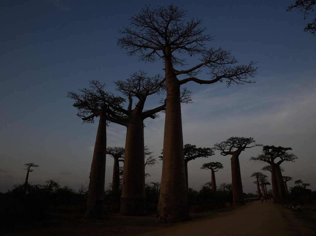 Tours in Madagascar景点图片