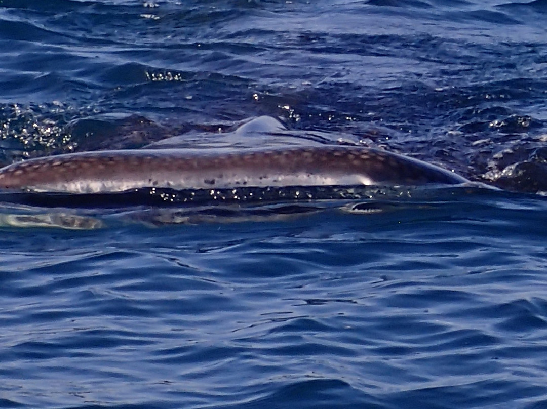 Whale Shark Diaries-拉巴斯必去景点