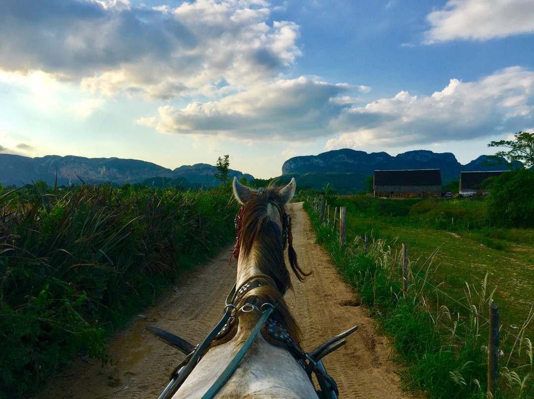 The Vinales Experience, Cuba-维纳勒斯必去景点