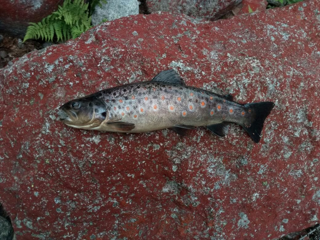 Riserva di Pesca Turistica del Torrente Forzo-Quandin必去景点