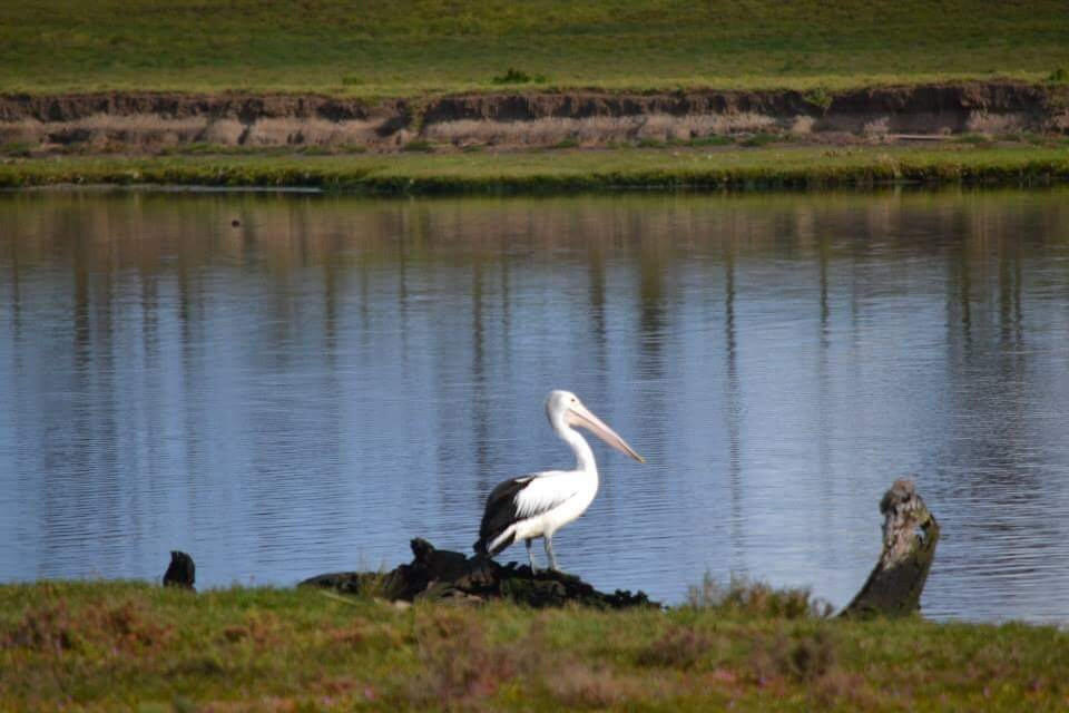 Grahams wetland reserve景点图片