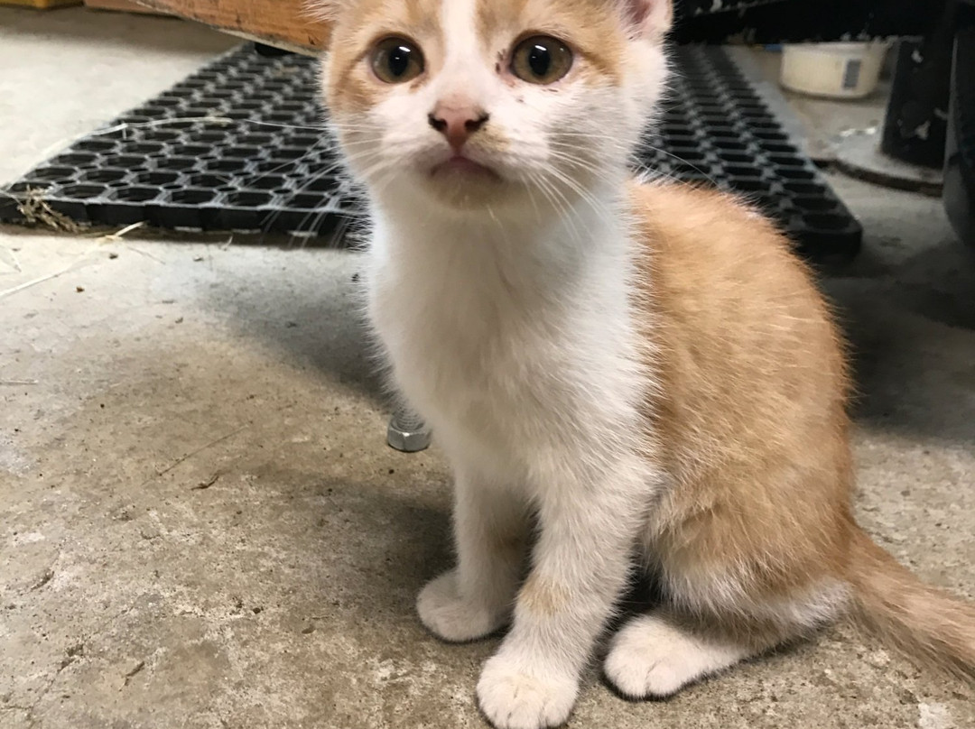 Perluhestar-Thorlakshofn必去景点